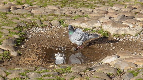 Las heridas de la plaza