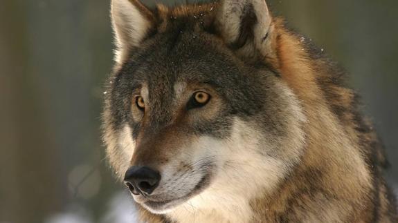 Un congreso internacional estudia la conservación del lobo en Norteamérica y Europa