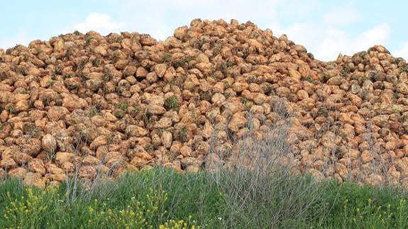 UCCL señala que los cultivadores de remolacha quieren precio y no pago en especie