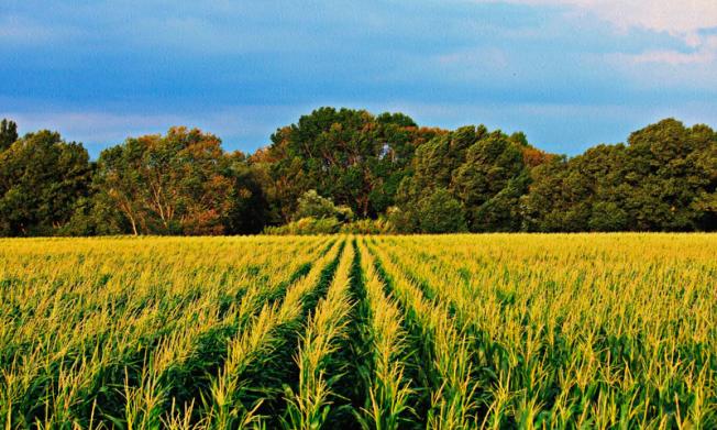 UCCL solicita ampliar hasta finales de marzo la quema de rastrojos de maíz en regadío