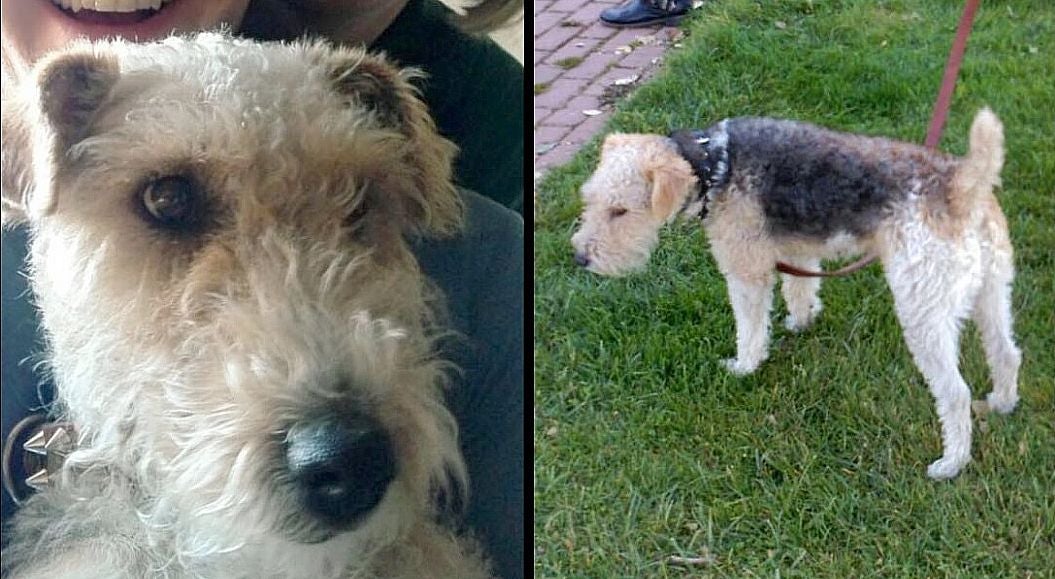 Ofrece una recompensa de 500 euros por localizar a su mascota, una perra fox terrier