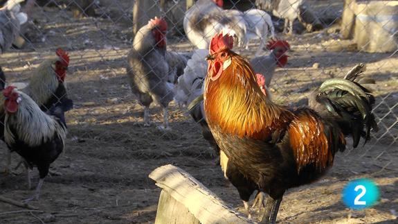 Los gallos de pluma de La Vecilla, los más televisivos