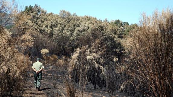 Medio Ambiente licita tratamientos selvícolas en montes de León por por 1,1 millones de euros