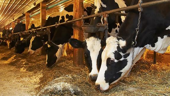Asaja denuncia que los ganaderos europeos tienen un margen mayor en los beneficios de la leche para competir con los españoles