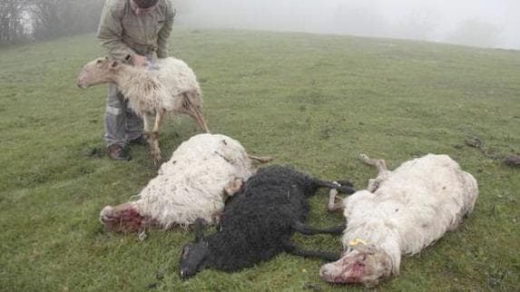 El lobo mató a 230 cabezas de ganado en 2016 en Picos