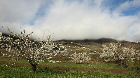 Corullón organiza un curso de agricultura ecológica para el cultivo de castaños y cerezos