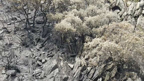 Expertos califican de «catastrófico» para la fauna y la flora el incendio forestal en la Tebaida berciana