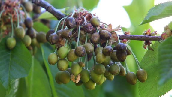Upa-Coag pide que la Consejería flexibilice la aplicación de la normativa de la PAC por la «extrema sequía»