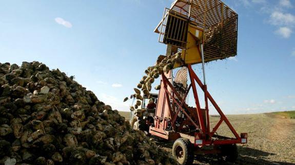 Los remolacheros que contratan con Azucarera siembran 6.700 hectáreas en La Bañeza